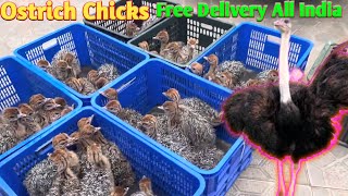 OSTRICH CHICKS FOR SALE IN INDIA FREE DELIVERY ALL INDIA 919332802826 [upl. by Gwynne548]