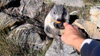 marmotte divertenti [upl. by Enelkcaj]