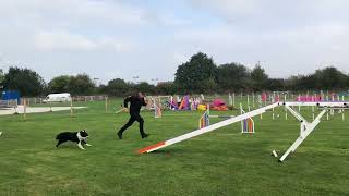 Agility  Dog Sports Derby [upl. by Slaohcin]