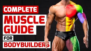 Complete Muscle Guide for Bodybuilders [upl. by Kalila492]