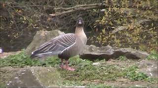 Pink footed Goose [upl. by Ived]