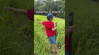 🦋Butterfly in KhaoYai 3 relaxingbutterflies butterflies chill insects nature [upl. by Redle]