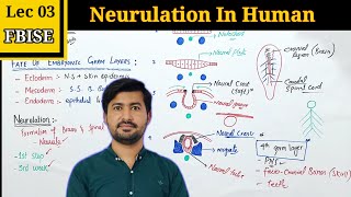 Neurulation in Human Embryos Essential Insights for Class 12 Biology [upl. by Yesac]