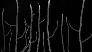 Growth of fungal mycelium showing anastomosis or cell fusion Neurospora crassa [upl. by Pendleton]