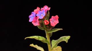 Pulmonaria time lapse [upl. by Eiten]