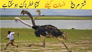 The worlds most amazing Ostrich bird  Ostrich Documentary [upl. by Eisenhart574]