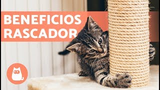 Árbol rascador para gatos – Beneficios y dónde colocarlo [upl. by Asenej537]