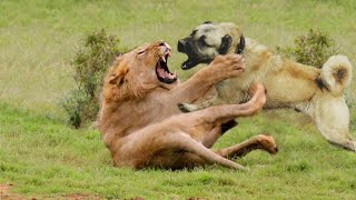 10 LION FIGHTING DOG BREEDS [upl. by Rebane]