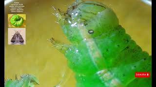 Exploring Green cutworm moth caterpillars under a Microscope [upl. by Mandeville]