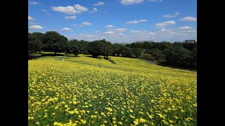 20240905 昭和記念公園🌺コスモスレモンブライト [upl. by Nared]