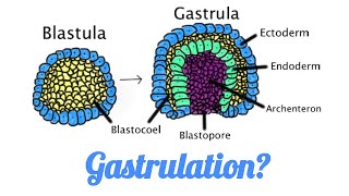 What is Gastrulation II How gastrulation occurs in Amphibians Mammals Birds Reptiles [upl. by Pearman]