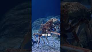 Meet the Arthropod with the Longest Legs animalfacts japanesespidercrab [upl. by Pricilla566]