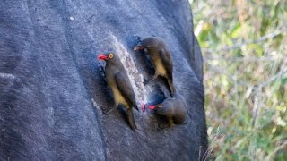 Oxpeckers fighting over buffalo blood [upl. by Trilley245]