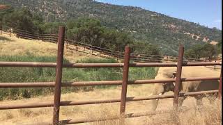 Elephant Nicholas at PAWS sanctuary [upl. by Anicart]