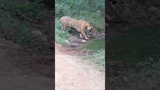 St 21 yuvraj Sariska tiger reserve rajsthan sariskanationalpark nature animals sariska [upl. by Nerine]