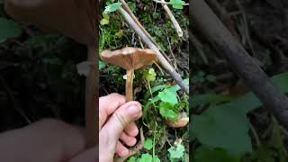 Picking armillaria lutea fungi shorts [upl. by Cataldo]