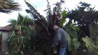 HTUK Dave pulls in Ensete ventricosum Maurelii at Hardy Tropicals [upl. by Akiem]