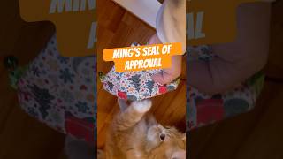 Ming Christmas Bandana shorts catfashion petcollar orangecat catcollar underneaththetree [upl. by Harland]