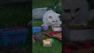 Picnic with animals 🧺 cute animals mittensandpants kids [upl. by Marris268]