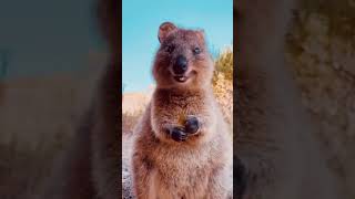 Quokka wildanimals animals travelusaThe Happiest Quokkas Animals on the Internet Shorts [upl. by Flss]