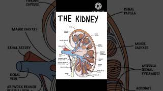 The urinary system NursingHubl7q [upl. by Chanda]