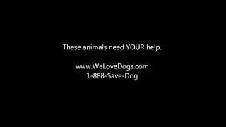 Sarah McLachlan Animal Cruelty Commercial [upl. by Fortna]