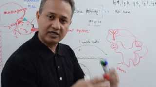 immunology lecture 12 part 4 Immunoglobulins [upl. by Nimzaj960]