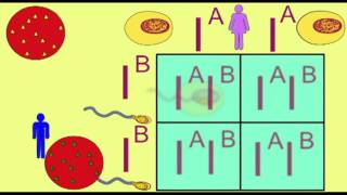 GENETICS1 CODOMINANCE AND THE INHERITANCE OF BLOOD TYPE [upl. by Rugen67]