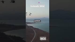 Iceland Wildlife Wonders local parks tour naturepark [upl. by Atirec]