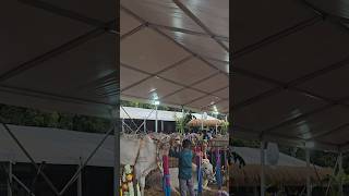 Krishi mela 2024 welcome to krishi mele 2024 gkvk campus banglore agriculture [upl. by Intruok]