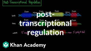 Posttranscriptional regulation  Biomolecules  MCAT  Khan Academy [upl. by Hazard]