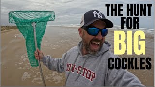 Extreme Cockling at Goolwa Beach South Australia [upl. by Obadias]