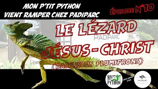 Le LÉZARD JÉSUS  CHRIST BASILISCUS PLUMIFRONS [upl. by Herrera478]