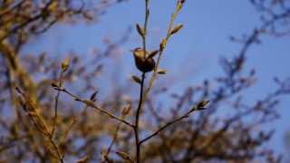 Eurasian Wren singing  Zaunkönig singt [upl. by Cloutman]