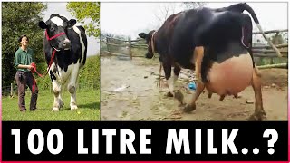 Highest Milk Producing Cow Breeds  Holstein Friesian Jersey Brown Swiss and Guernsey [upl. by Aim]