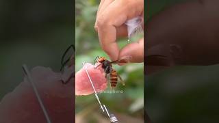 Death marker Asian Giant Hornet 🐝 insects animals nature [upl. by Adnawyt]