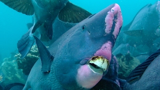 Feeding Humphead Parrotfish  Blue Planet  BBC Earth [upl. by Bright322]