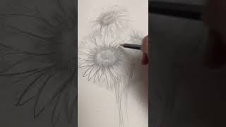 Sunflower • Sketch  Timelapse [upl. by Elisha280]