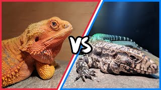 Bearded Dragon vs Tegu Which Reptile Is Right For You [upl. by Yrad]