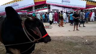 Cow songqurbani eid 2017 [upl. by Ringsmuth]