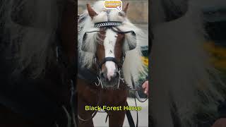 The Majestic Black Forest Horse A Rare Gem of Germany shorts horse [upl. by Steffane]