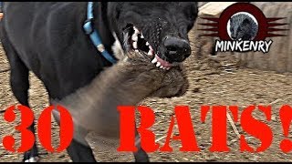 Mink and Dogs DESTROY 30 RATS [upl. by Roti]