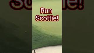 Did Scotties PTSD kick in scottiescheffler golf viral nfl [upl. by Mw]