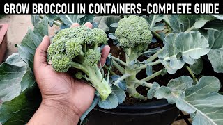 How To Grow Broccoli At Home  SEED TO HARVEST [upl. by Kellen83]