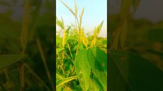 Arahar ki kheti ki video New bestnature farmer viralexplore hd trending [upl. by Enived725]