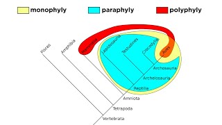 Cladistics Part 2 Monophyly Paraphyly and Polyphyly [upl. by Raeann]