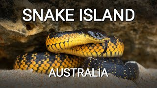 Snake island of Australia the island full of deadly venomous Tiger snakes [upl. by Attelrac]