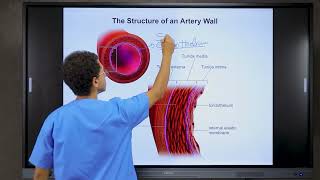 Hemostasis amp Platelets physiology [upl. by Ohaus]