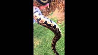 Ball Python Morphs Leopard [upl. by Ogdon722]