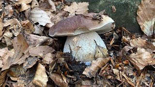 Bellissimi Funghi Porcini settembre 2023 blocchi di partenza anche con il mio papà mushroom boletus [upl. by Kraska562]